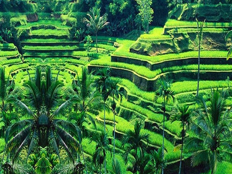 Bali spectacular 13h tours including nature, adventure, culture & shopping