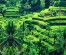 Bali spectacular 13h tours including nature, adventure, culture & shopping