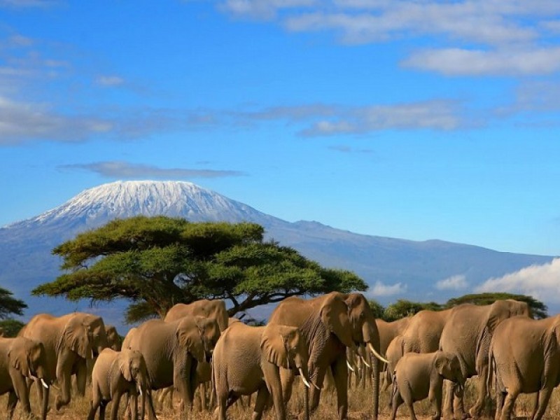 3 Days Amboseli Camping Safari