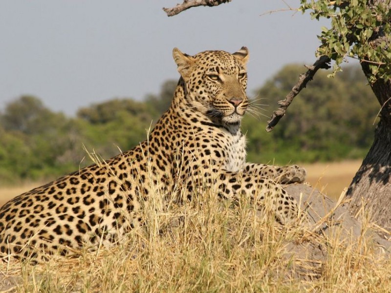 Discover Maasai Mara: 3-Day Group Safari Excursions