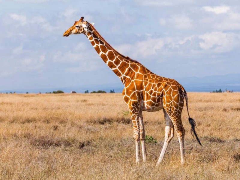 "Wild Essence: A 5-Day Maasai Mara, Lake Nakuru & Naivasha Safari Adventure"