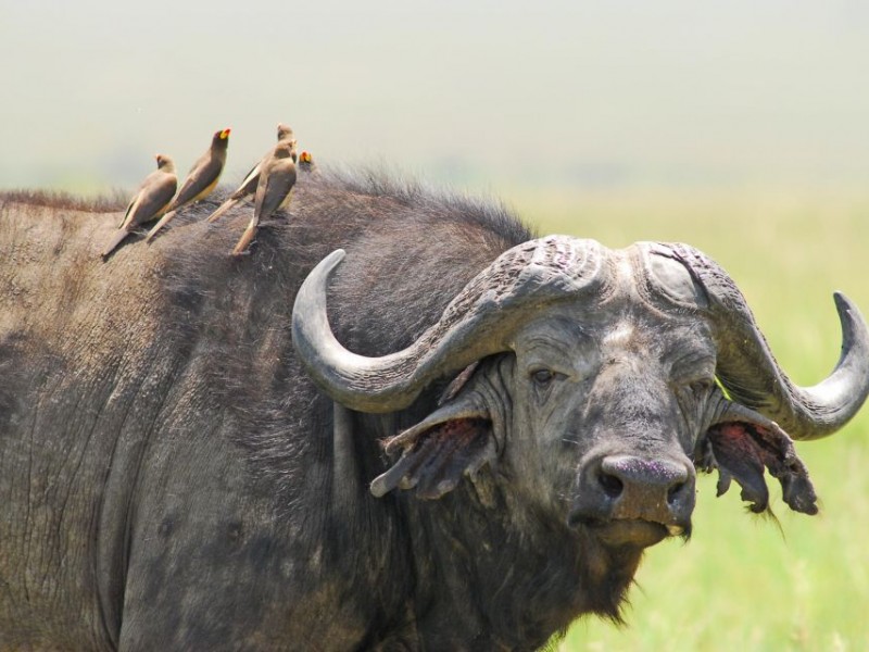 "Wild Essence: A 5-Day Maasai Mara, Lake Nakuru & Naivasha Safari Adventure"