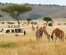 "Wild Essence: A 5-Day Maasai Mara, Lake Nakuru & Naivasha Safari Adventure"