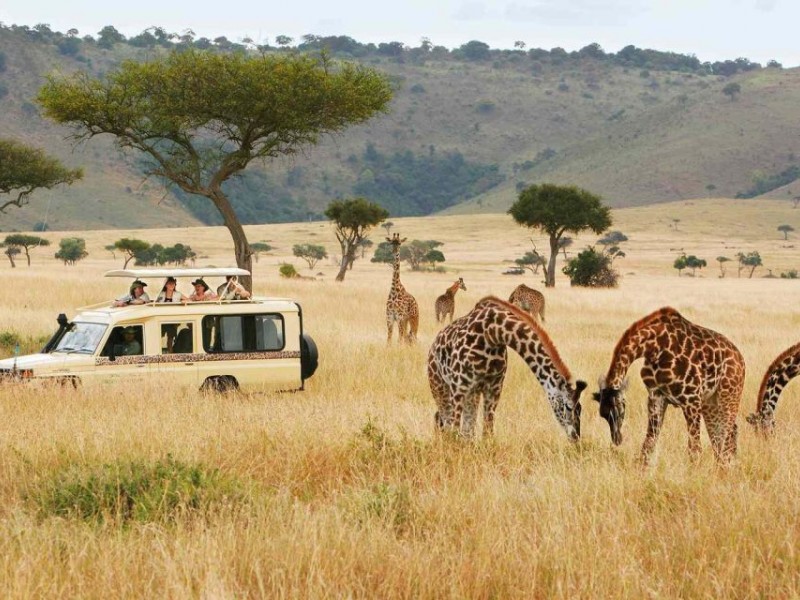 "Wild Essence: A 5-Day Maasai Mara, Lake Nakuru & Naivasha Safari Adventure"