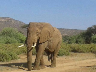 Face-off with Africa Big 5 at Masai Mara Safari