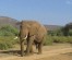 Face-off with Africa Big 5 at Masai Mara Safari