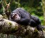 5 Days Uganda Best Gorilla and Chimps Vacation