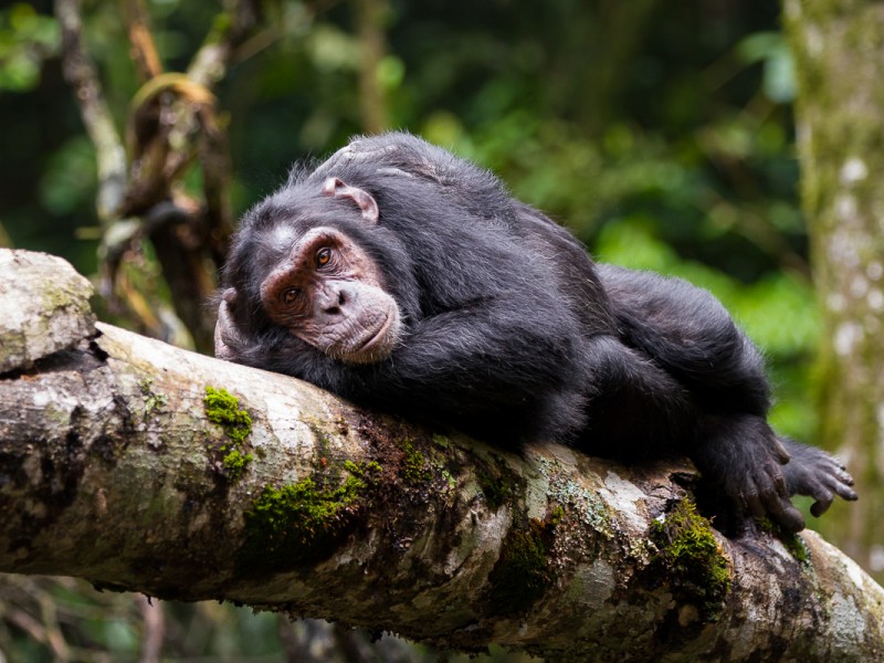 5 Days Uganda Best Gorilla and Chimps Vacation