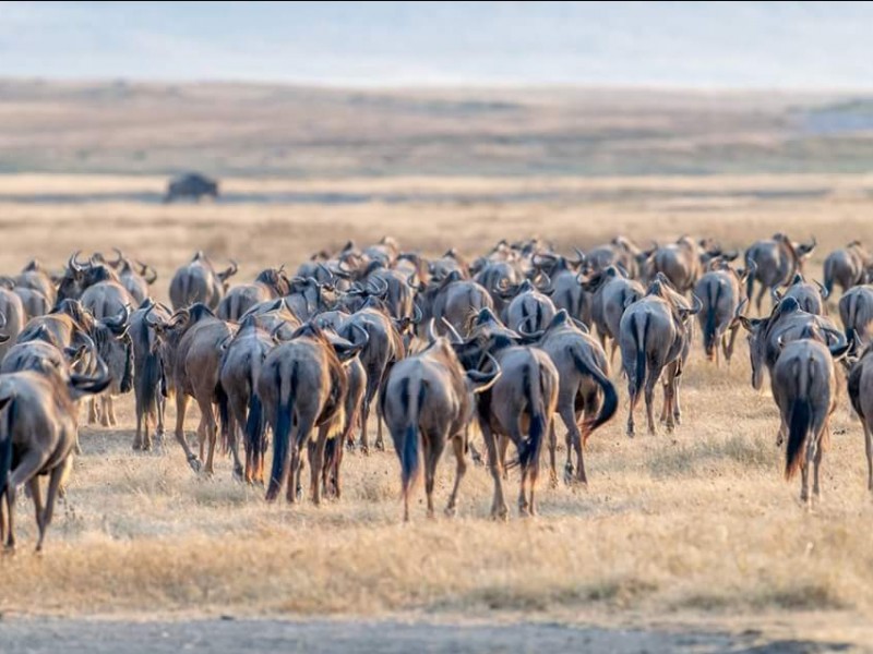 4 Days Safari tour itinerary for tanzania: Scout Through These National Parks Arusha, Tarangire National Park, Serengeti National Park, Ngorongoro