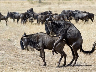 3 Days Masai Mara Budget Camping Safari Packages