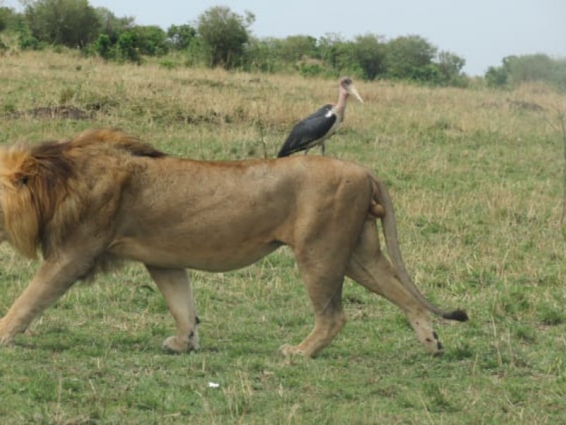 Face-off with Africa Big 5 at Masai Mara Safari