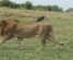 Face-off with Africa Big 5 at Masai Mara Safari