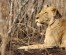 6-Day Safari Adventure: Samburu, Lake Nakuru, & Masai Mara