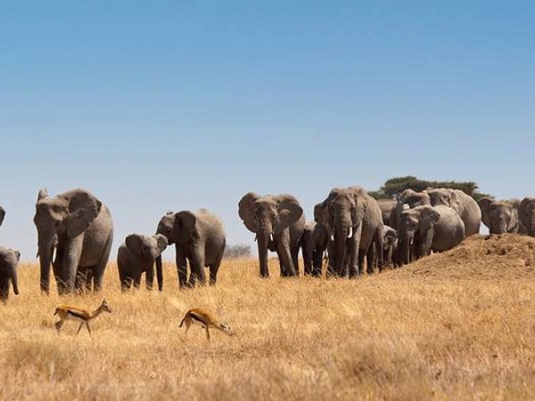 Tanzania Family Safari | 8 Day Family Safari in Tanzania with Reasonable Budgets