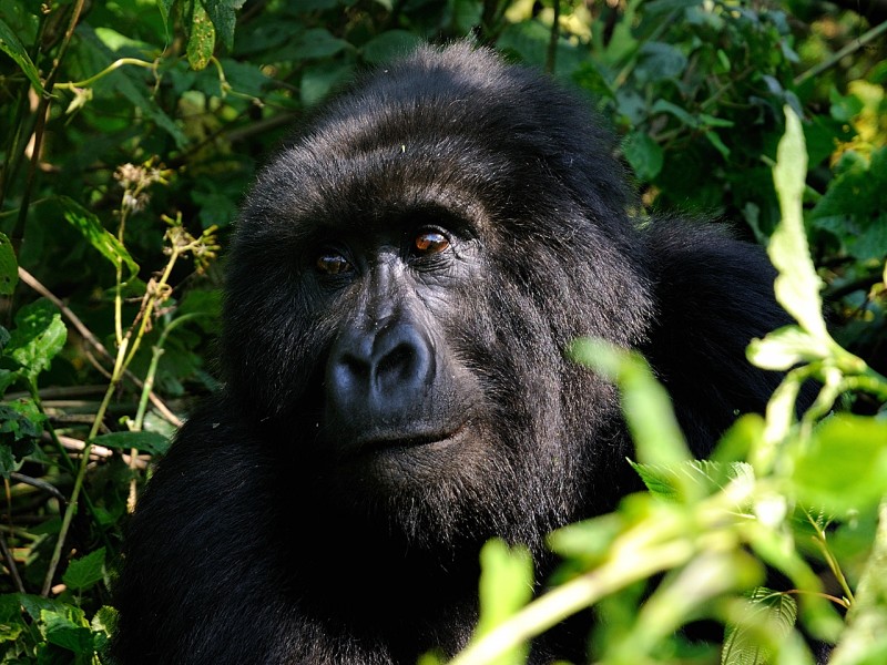 3 Days Uganda Gorilla Safari