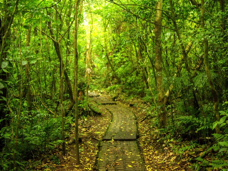 Monteverde Nature Reserve