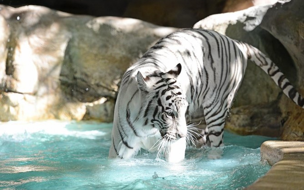 Siegfried Roy S Secret Garden And Dolphin Habitat At The Mirage