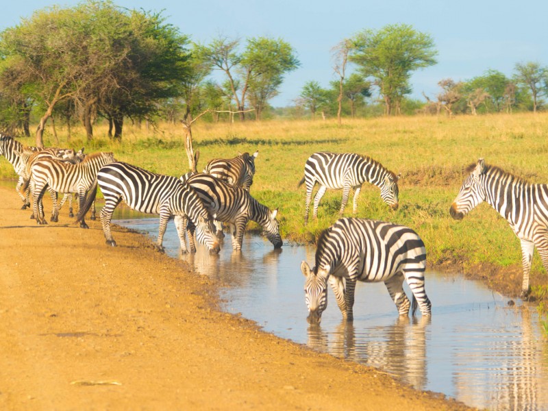 5 Days Tanzania Lodge Safari