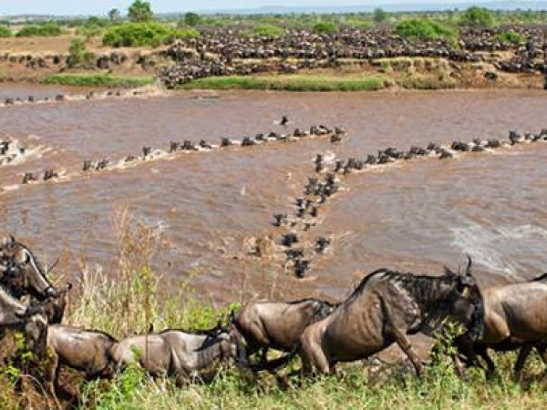 Enchoro Wildlife Camp 3 Days 2 Nights Masai Mara Safari