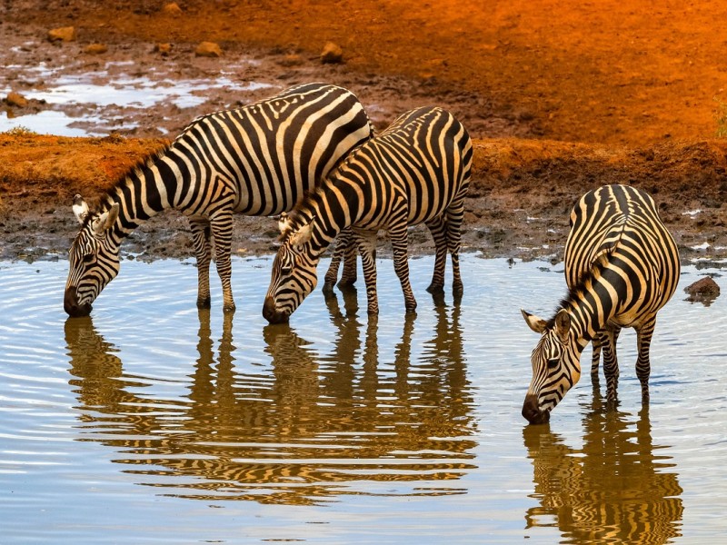 5 DAYS  KENYA SAFARIS