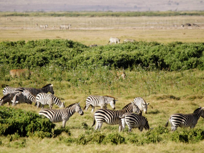 3 Days Amboseli Budget Package Camping Safari Holiday Tours