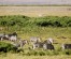 3 Days Amboseli Budget Package Camping Safari Holiday Tours