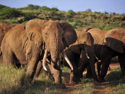 3 Days Amboseli Budget Package Camping Safari Holiday Tours