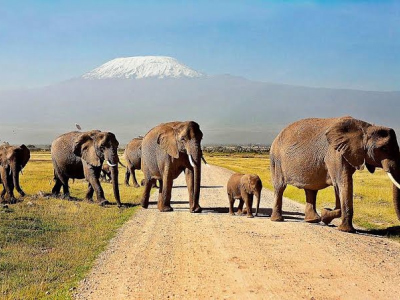 2 Day Safari To Amboseli Park And Elephants!