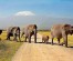 2 Day Safari To Amboseli Park And Elephants!
