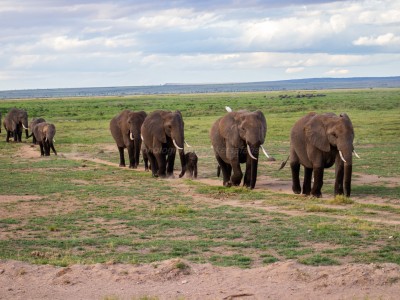 7 DAYS 6 NIGHTS LAKE NAKURU/ MASAI MARA/LAKE NAIVASHA/ AMBOSELI/ NAIROBI - STANDARD LUXURY SAFARI PACKAGE