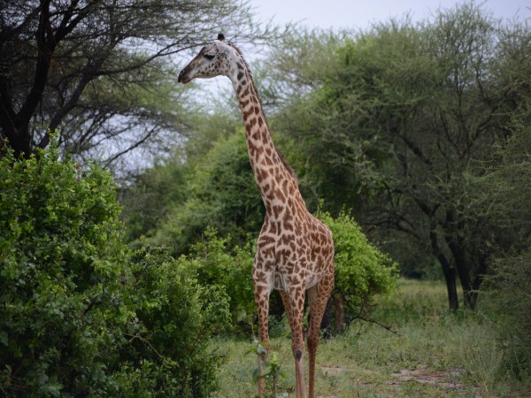 5 Days Amazing Tanzania Wildlife Safari