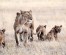 Tanzania Family Safari | 8 Day Family Safari in Tanzania with Reasonable Budgets