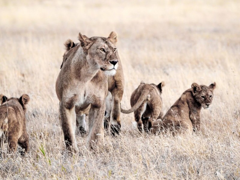 Tanzania Family Safari | 8 Day Family Safari in Tanzania with Reasonable Budgets