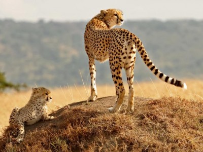 8 Days Best Of Kenya Safari