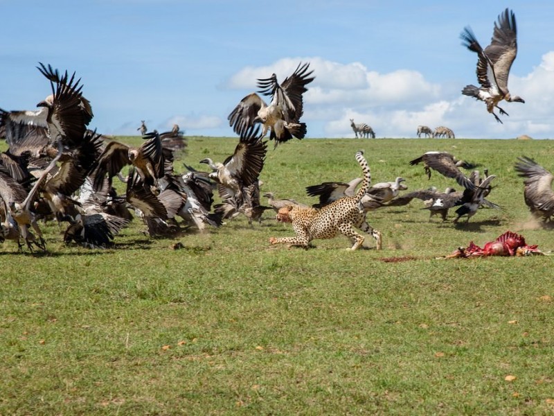 8 Days Safari Lake Turkana Safari Camping Adventure