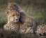 4 Days Masai Mara safari