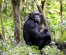 16 Days Uganda Gorillas, Primates, Culture & Wildlife Safari