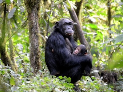 16 Days Uganda Gorillas, Primates, Culture & Wildlife Safari