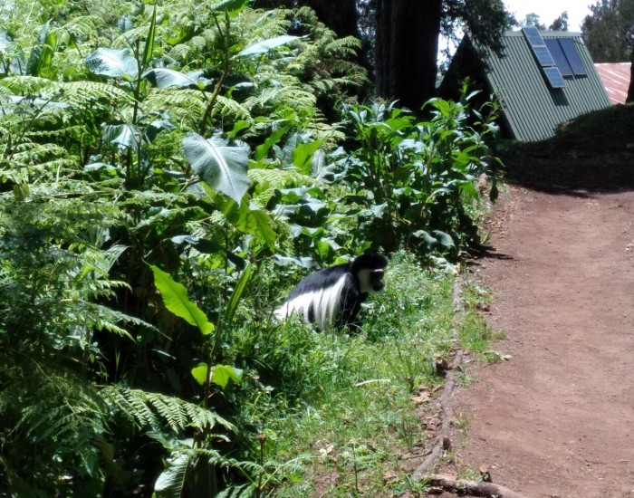 KILIMANJARO CLIMB VIA MARANGU ROUTE 6 DAYS 5 NIGHTS