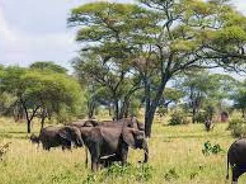 Tanzania Safari | 4Days Tanzania  Budget Safari Packages