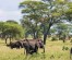 Tanzania Safari | 4Days Tanzania  Budget Safari Packages