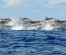 DOLPHIN TOURS