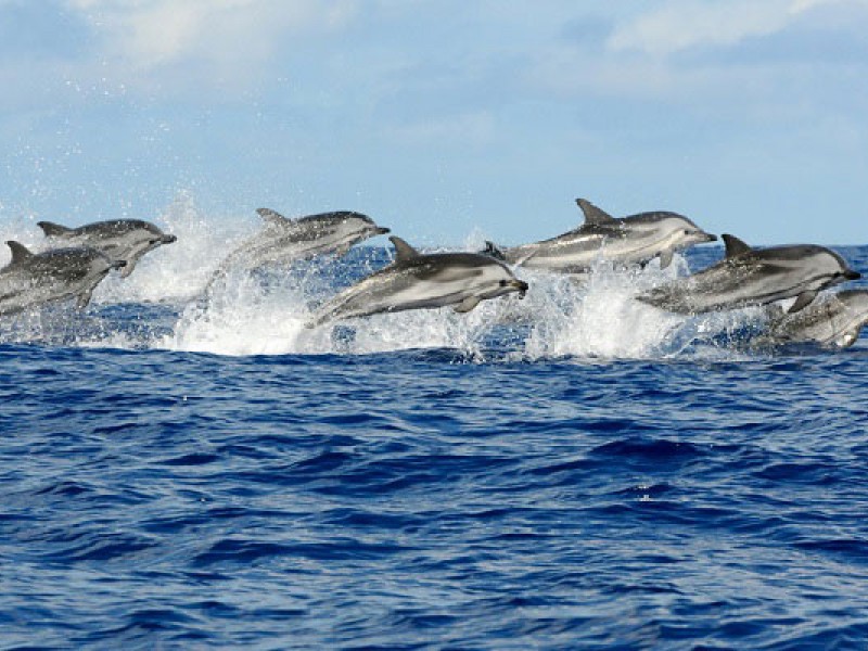 DOLPHIN TOURS