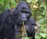 6-Days Uganda Gorillas & Chimpanzees Adventure