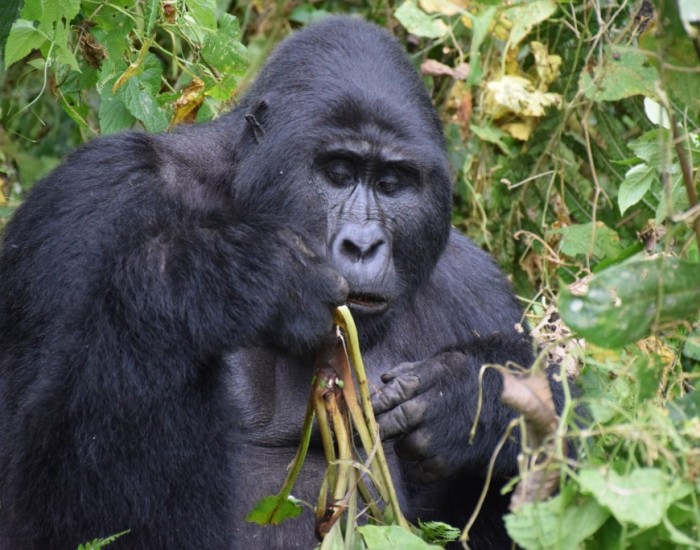 6-Days Uganda Gorillas & Chimpanzees Adventure