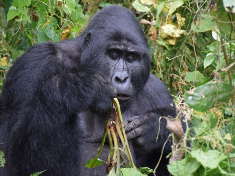 6-Days Uganda Gorillas & Chimpanzees Adventure