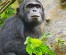 8 Days Exceptional Primates Experience