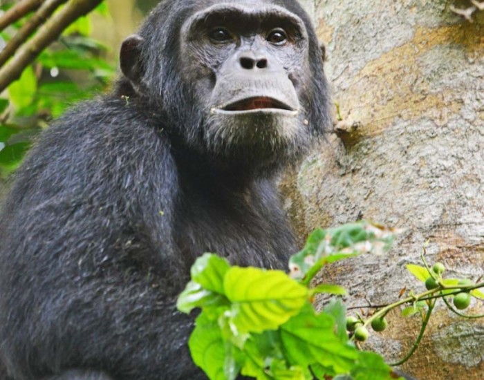 8 Days Exceptional Primates Experience
