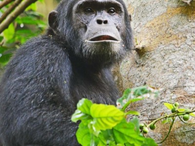 8 Days Exceptional Primates Experience
