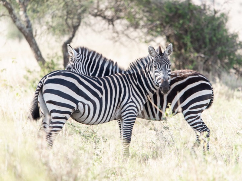 Tanzania Budget Safaris, full day in Arusha National Park